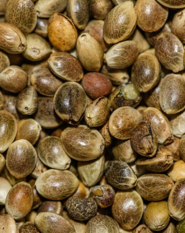 seeds for cholesterol-1-2-3-4-5-6-7-8