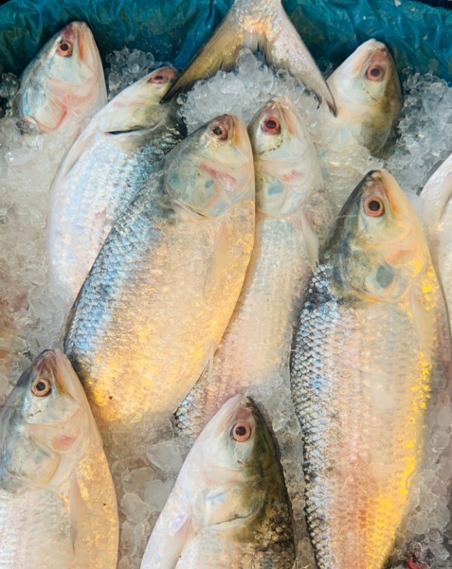 Pulasa Fish-1-2-3-4