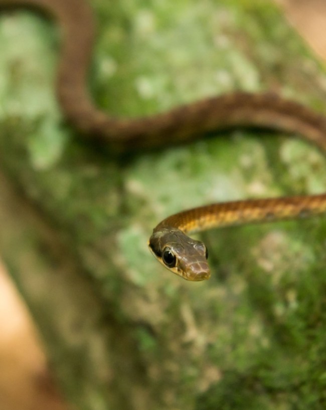 Snakes-1-2-3