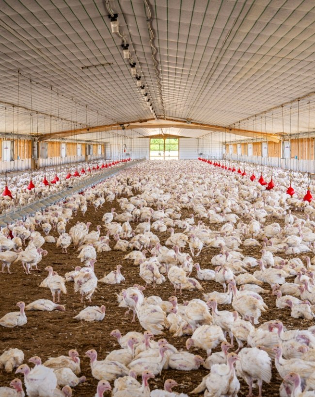 Campylobacter Bacteria-1-2