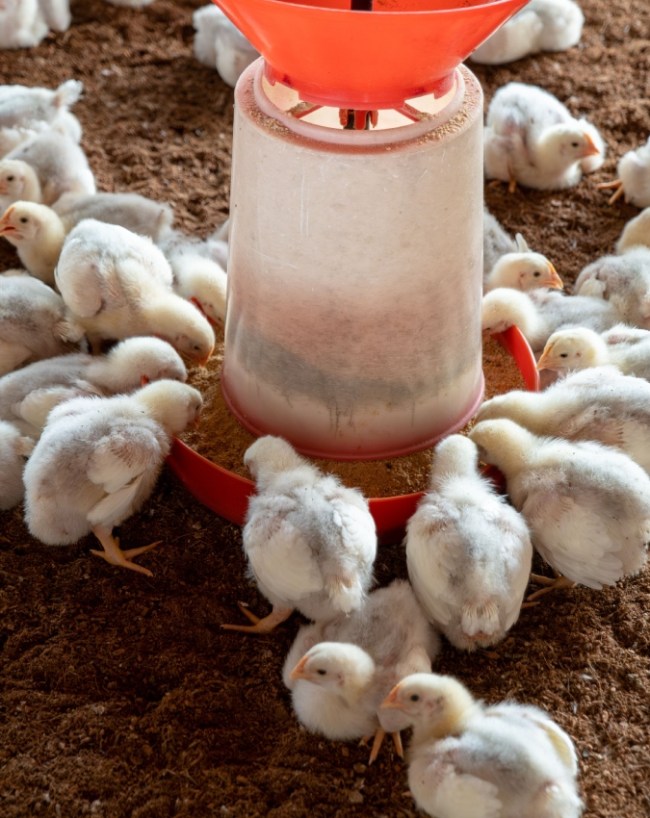 Campylobacter Bacteria-1-2-3-4-5