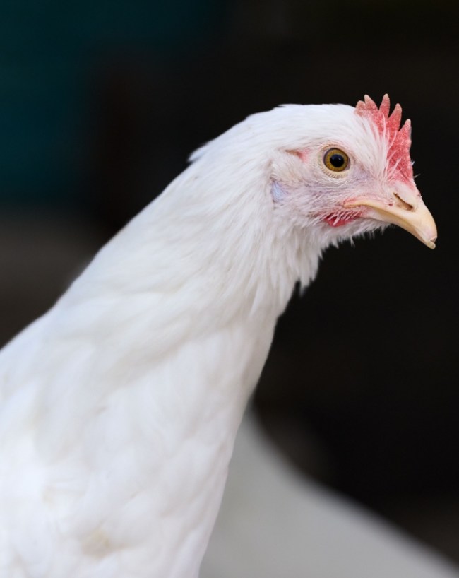 Campylobacter Bacteria-1-2-3-4-5-6-7