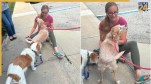 Lost dog Nebraska story