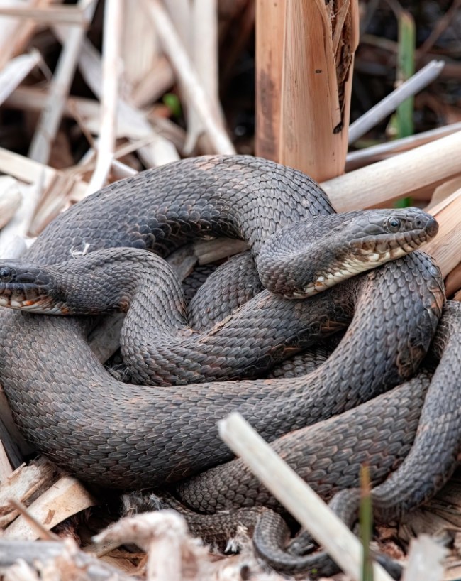 Snakes-1-2-3-4-5