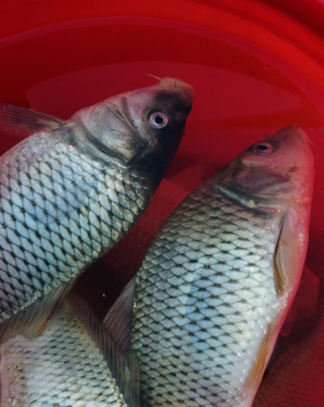 Pulasa Fish-1-2-3-4-5-6-7-8
