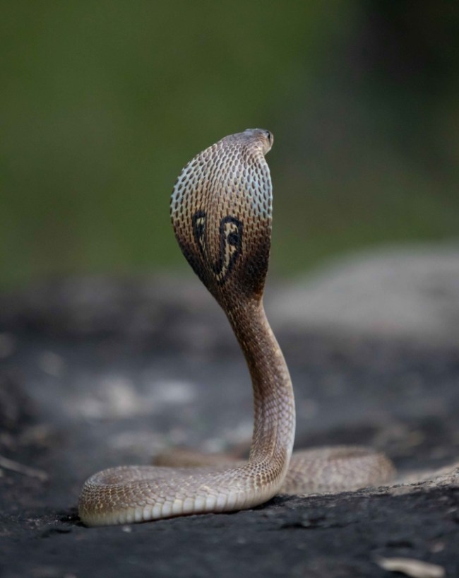 Snakes-1-2