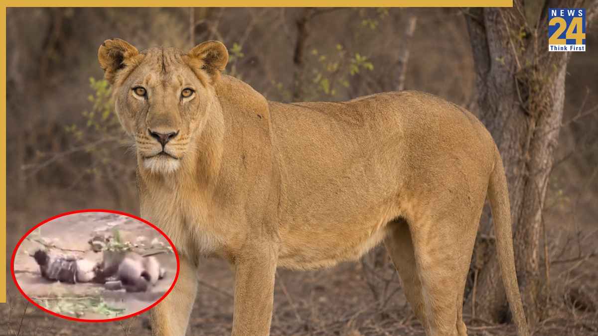 Lion attack in Gujarat