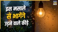 Monsoon Insect Home Remedies