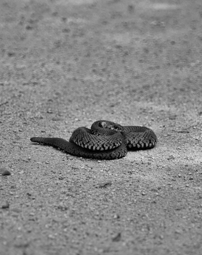 Snakes-1-2-3-4
