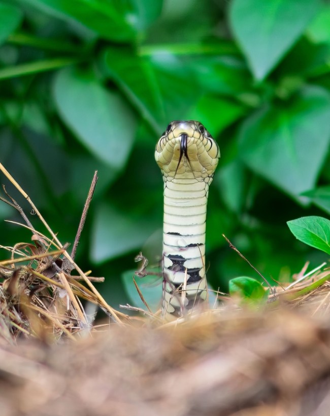 Why Snakes Appear In Sawan Why Snakes Appear In Sawan-1-2-3-4-5