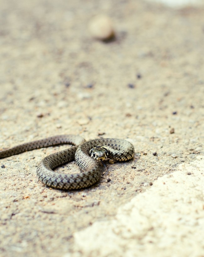 Why Snakes Appear In Sawan Why Snakes Appear In Sawan-1-2-3-4
