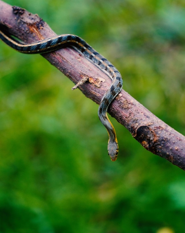 Snakes-1-2-3-4-5-6
