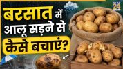 How To Store Potato In Monsoon