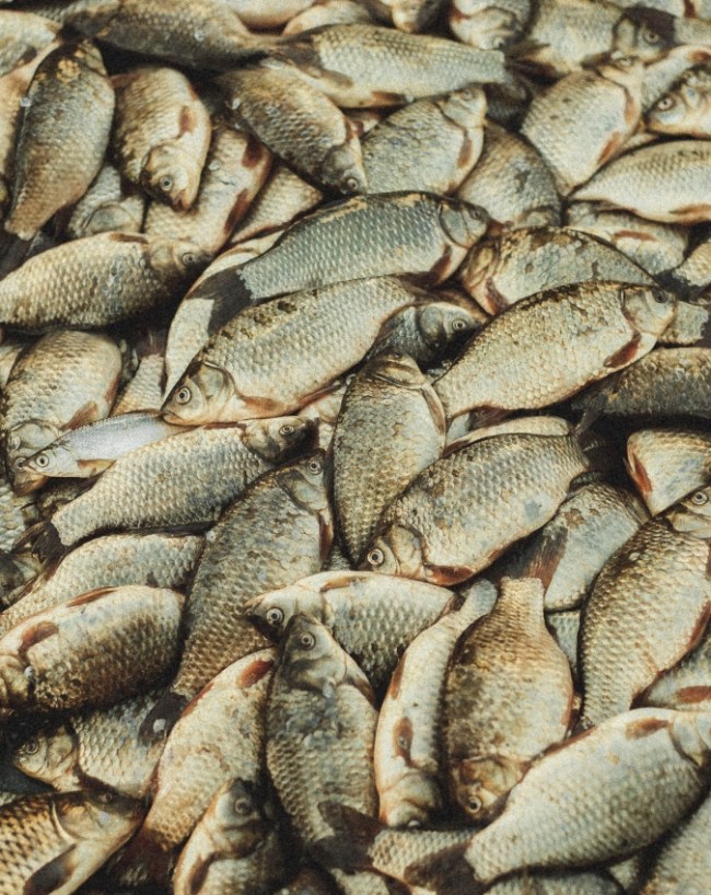 Pulasa Fish-1-2-3-4-5-6