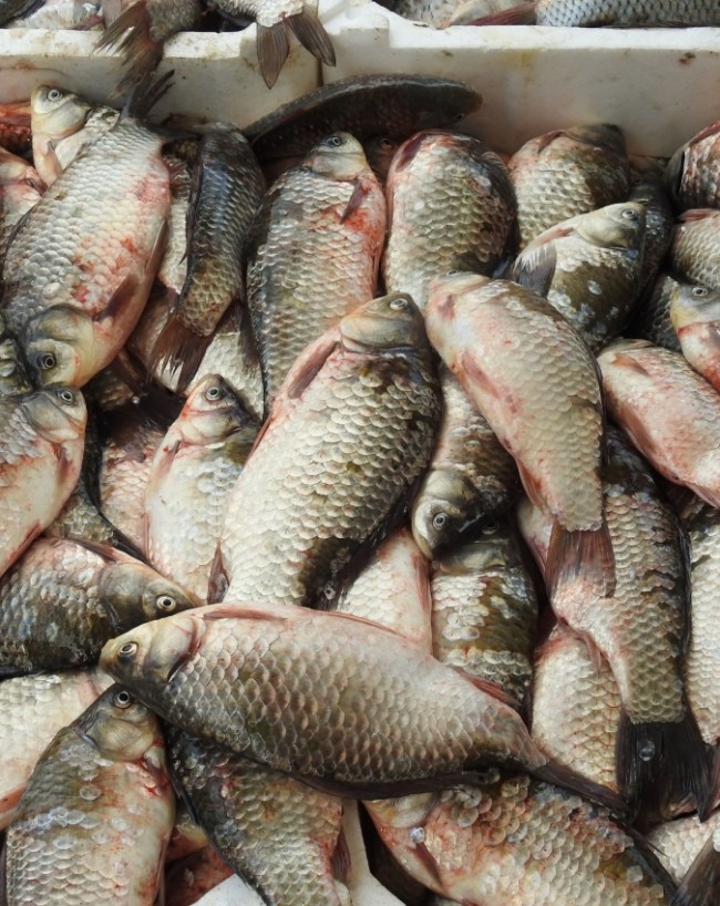Pulasa Fish-1-2-3-4-5-6-7
