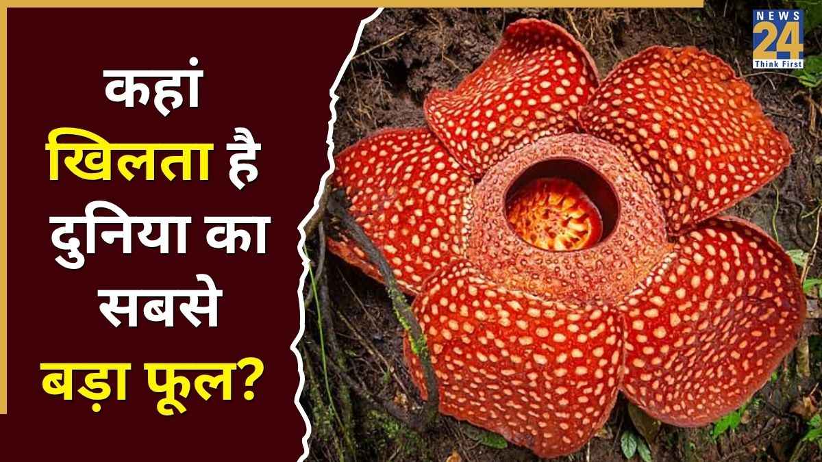 World’s Largest Flower: न तना, न पत्ती... पर वजन 11 किलो; जानिए कहां खिलता है दुनिया का सबसे बड़ा फूल?