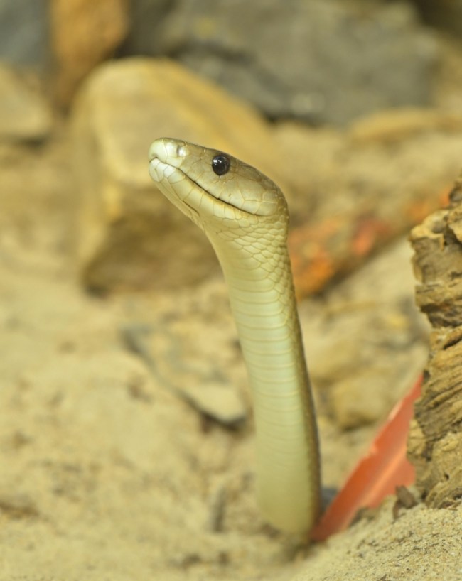Why Snakes Appear In Sawan Why Snakes Appear In Sawan-1-2-3
