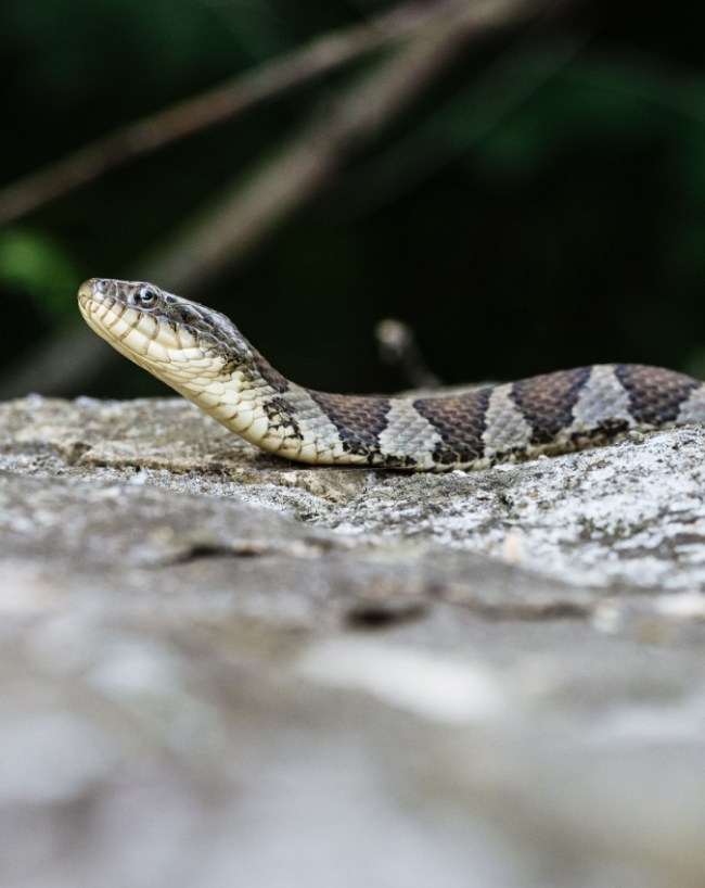 Why Snakes Appear In Sawan Why Snakes Appear In Sawan-1-2-3-4-5-6-7