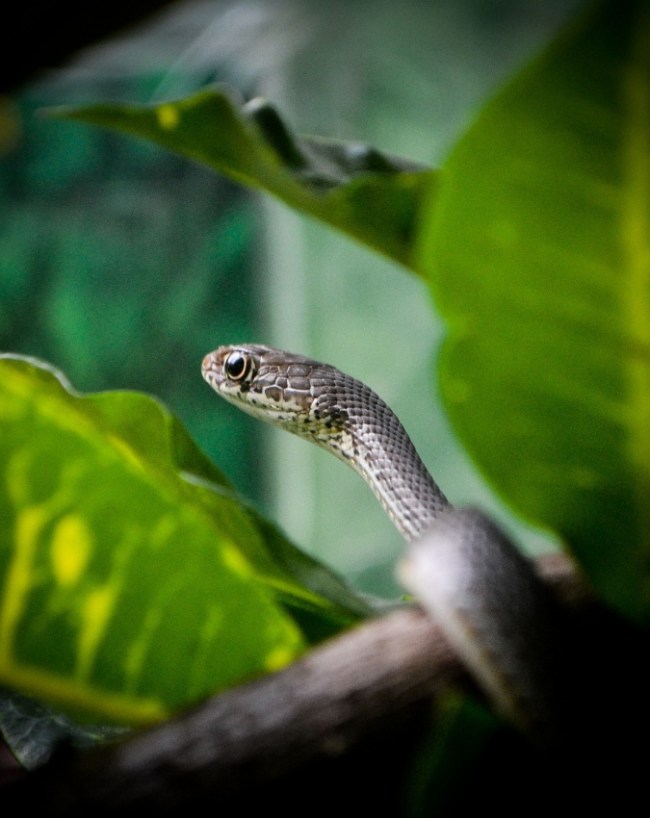 Why Snakes Appear In Sawan Why Snakes Appear In Sawan-1-2-3-4-5-6