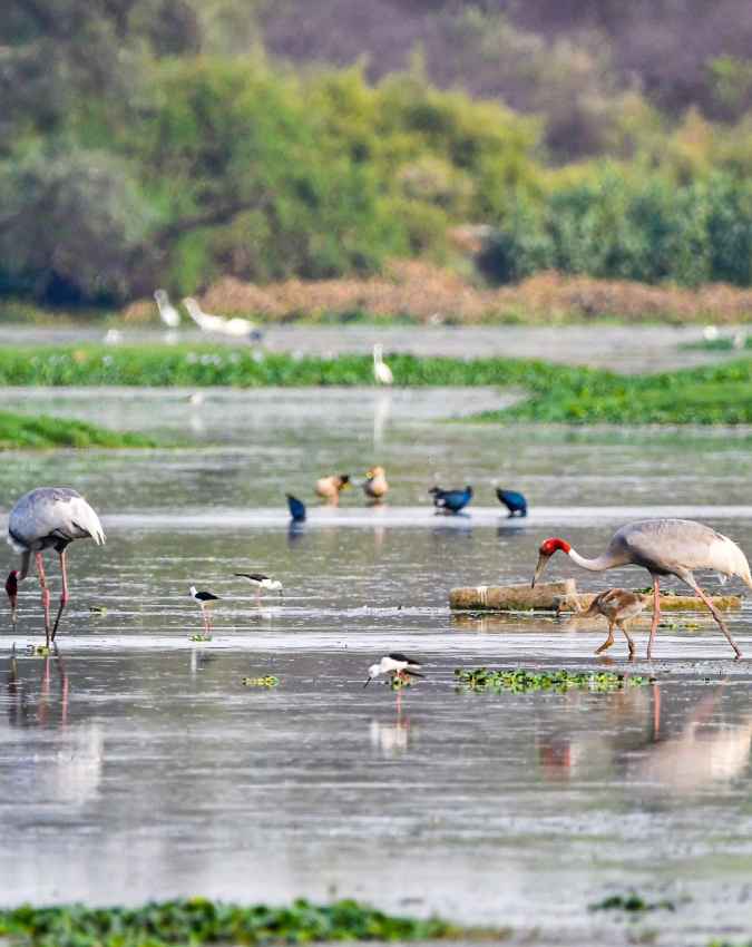 सुल्तानपुर नेशनल पार्क