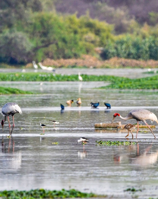 Best Weekend Getaways From Delhi In Monsoon-1-2-3-4-5-6