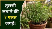 Tulsi
