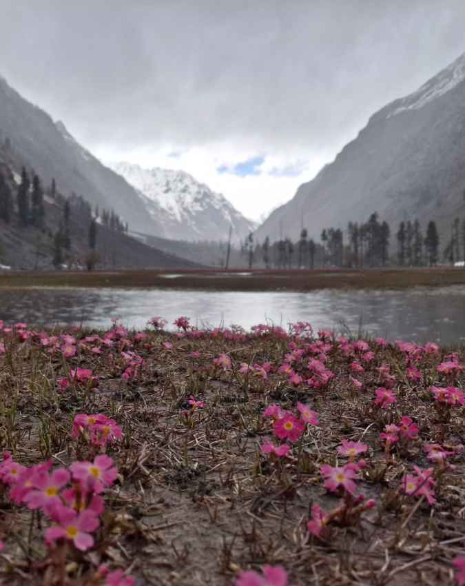 उत्तराखंड की वैली ऑफ फ्लावर्स