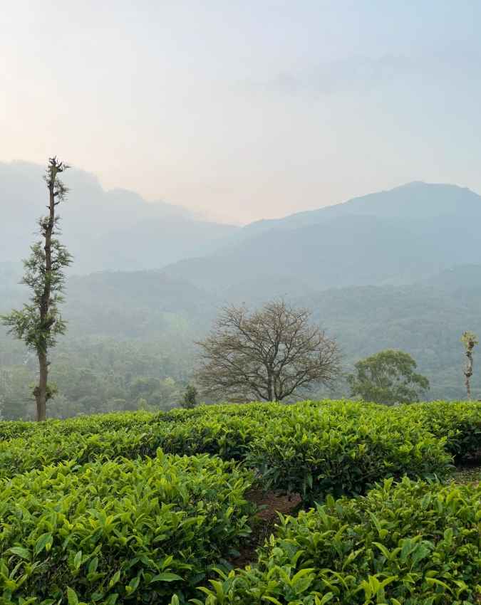 वायनाड