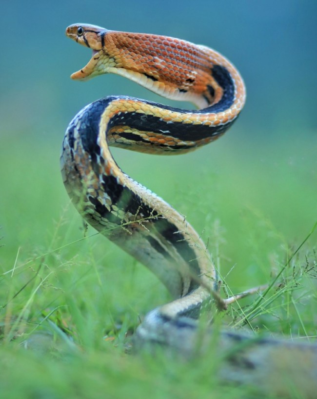Why Snakes Appear In Sawan Why Snakes Appear In Sawan-1-2