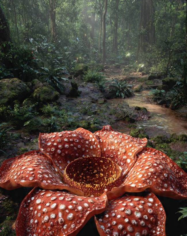 World’s Largest Flower Rafflesia Arnoldii World’s Largest Flower Rafflesia Arnoldii-1-2-3