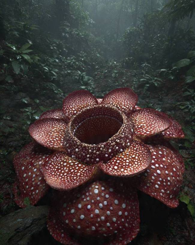 World’s Largest Flower Rafflesia Arnoldii World’s Largest Flower Rafflesia Arnoldii-1-2-3-4-5