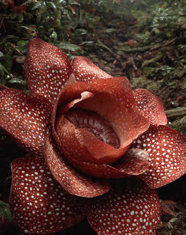 World’s Largest Flower Rafflesia Arnoldii World’s Largest Flower Rafflesia Arnoldii-1-2-3-4-5-6