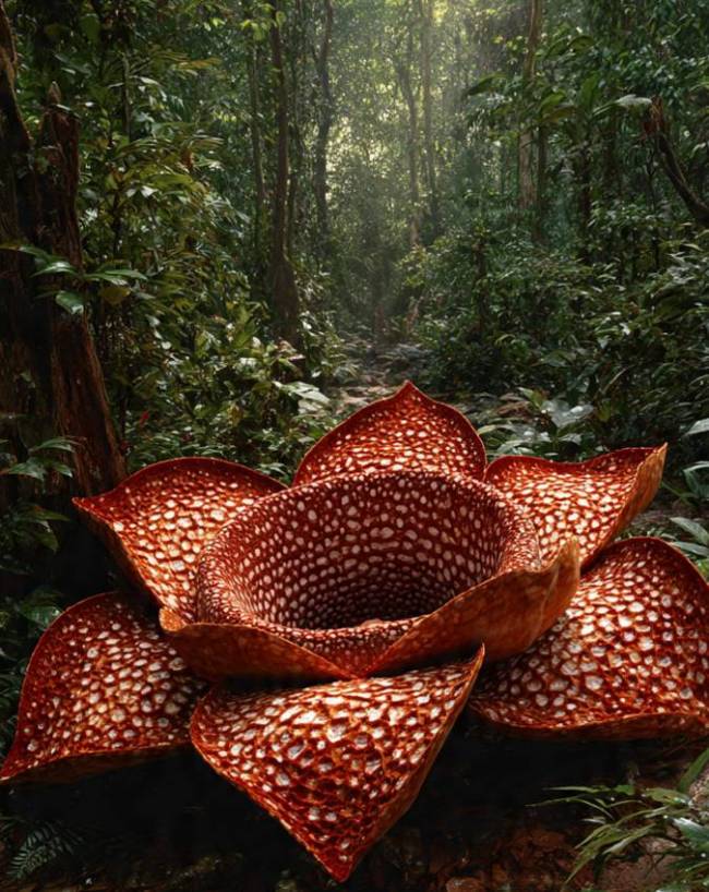 World’s Largest Flower Rafflesia Arnoldii World’s Largest Flower Rafflesia Arnoldii-1-2