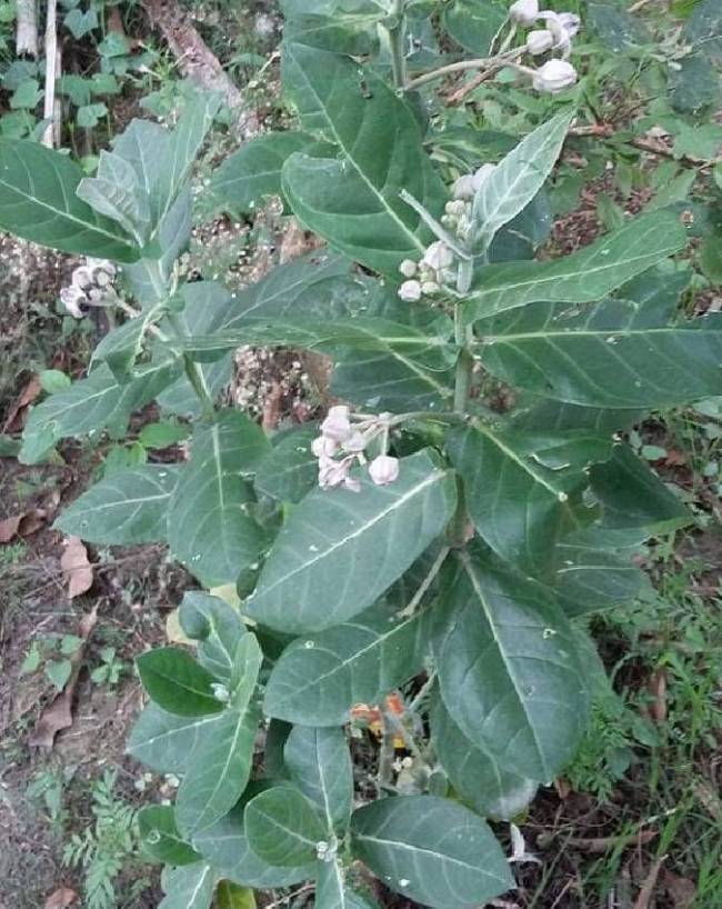 lord-shiva-favourite-plant-1-2-3-4-5
