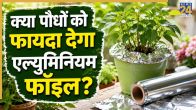 aluminium foil gardening hacks