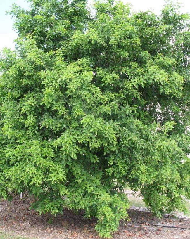 lord-shiva-favourite-plant-1-2-3
