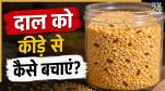 Dal insect in monsoon