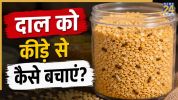 Dal insect in monsoon
