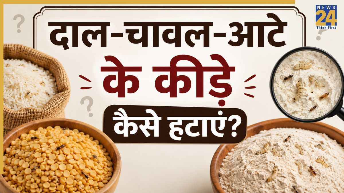 Insects in dal chawal
