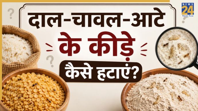 Insects in dal chawal