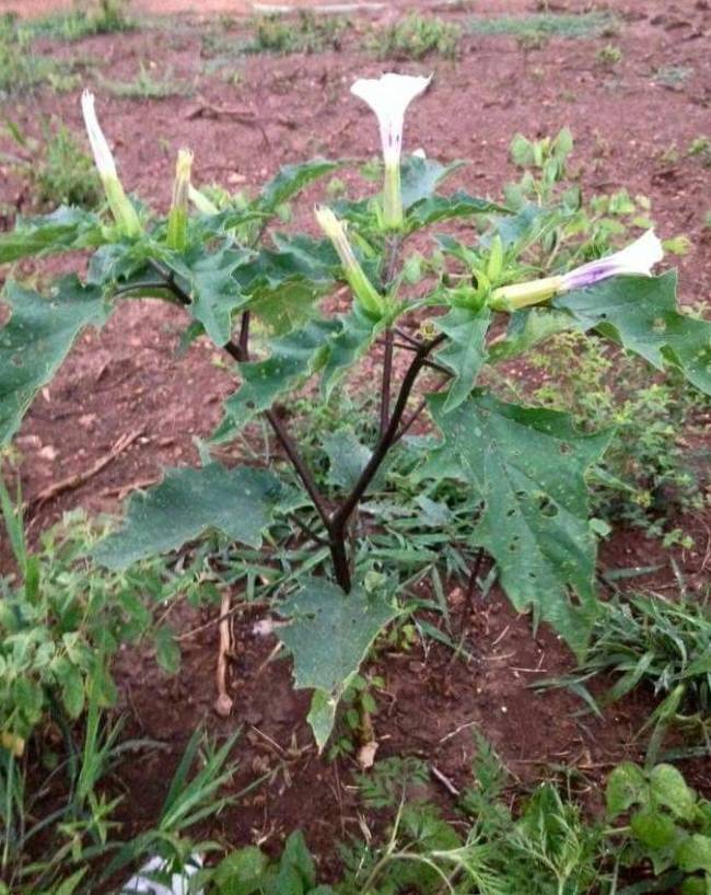 lord-shiva-favourite-plant-1-2-3-4-5-6