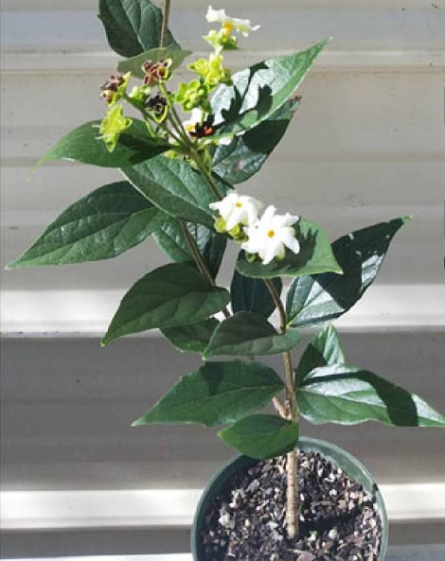 lord-shiva-favourite-plant-1-2-3-4-5-6-7-8