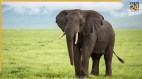 Elephant killed family in Nepal Kathmandu