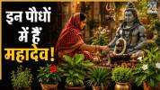 lord-shiva-favourite-plant