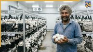 Mushroom Farming: क्या सच में मशरूम की खेती से रातों-रात अमीर बन रहे हैं लोग? जान लें इस इनडोर बिजनेस की पूरी हकीकत!