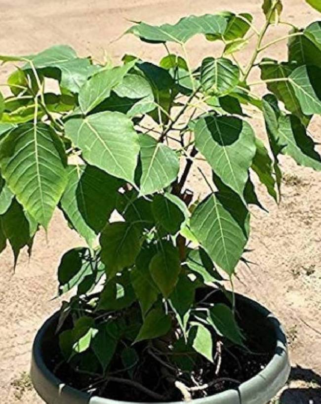 lord-shiva-favourite-plant-1-2-3-4-5-6-7