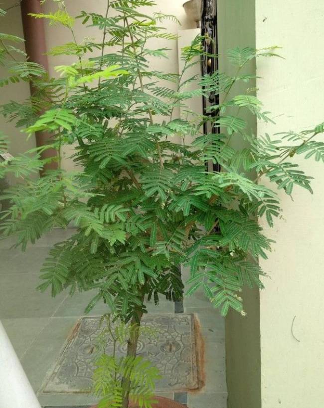 lord-shiva-favourite-plant-1-2-3-4