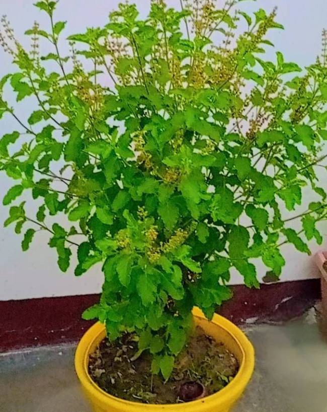 Tulsi-1-2-3