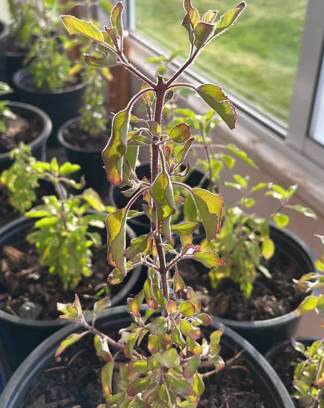 Tulsi-1-2-3-4-5-6
