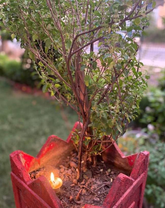 Tulsi-1-2